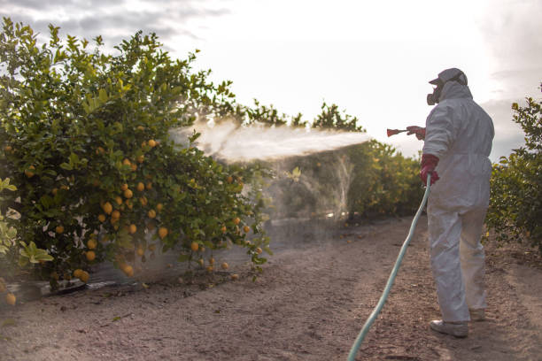 Best Termite Control Services  in Ferrysburg, MI