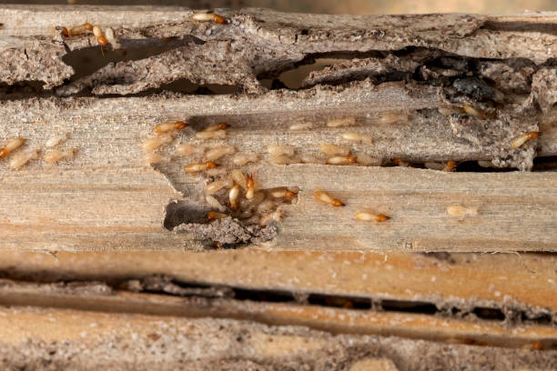 Best Commercial Pest Control Services  in Ferrysburg, MI